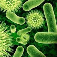 پاورپوینت نقش میکروب ها و باکتری ها در پاکسازی محیط زیست